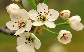 Plants, Flowers HD wallpaper