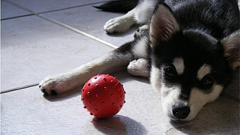 Animals, Dogs HD wallpaper