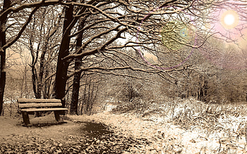 Winter Scenery, winter, nature, snow, tree HD wallpaper