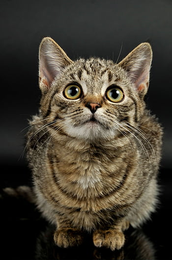 Close-up of a cute tabby kitten with big eyes sitting against a black background. HD phone wallpaper