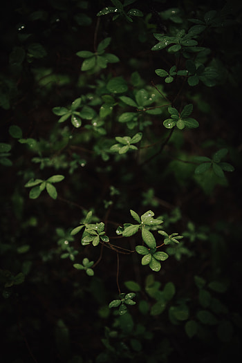 Leaves, Bush, Plant, Macro, Dew HD phone wallpaper