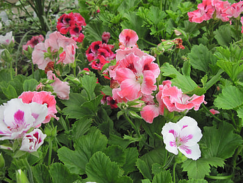 Flowers day at the greenhouse 08, pink, graphy, lowers, green, garden, leaf HD wallpaper