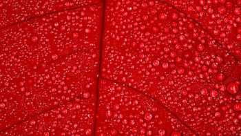 Drops, Macro, Wet, Sheet, Leaf, Dew, Humid HD wallpaper