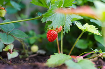 Close-up of a ripe strawberry growing in a garden, showcasing natural freshness. HD wallpaper