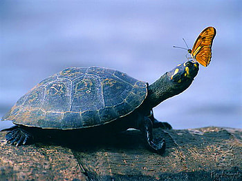 Nose landing, tortoise, shell, butterfly, ride, landing, orange, rock HD wallpaper
