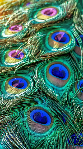 Plumage feathers, Colorful bird, Samsung Galaxy S8 HD phone wallpaper