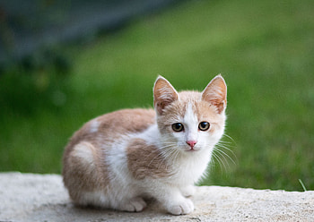 Cute, young, kitten, animal HD wallpaper