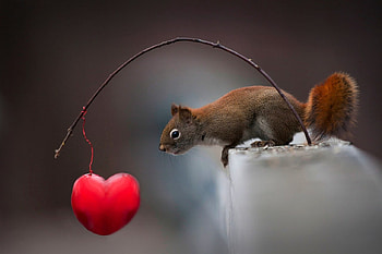 animal, cute, funny, squirrel HD wallpaper