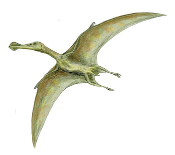 ornithocherius, dinosaur HD wallpaper