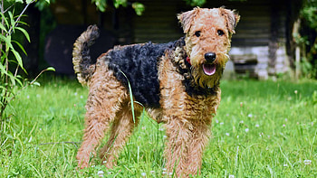 Airedoodle, Airedale terrier mix, Hybrid dogs, Online discount HD wallpaper