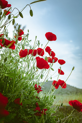 Flowers, Poppies, Plant, Bloom, Flowering HD phone wallpaper