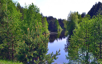 Lake Beauty, pine, green, trees, nature, forest, lake HD wallpaper