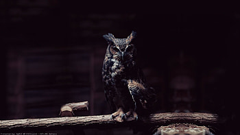 Dark-owl---wp3804373 HD wallpaper