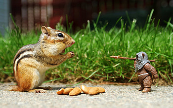 Animals, Food, Grass, Nuts, Stroll, Statuette, Chipmunk HD wallpaper