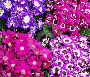 fantastic flowers, garden, colorful, nature, flowers HD wallpaper