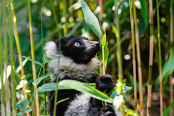 Animals, Wildlife, Lemur, Lemur Cook, Lemur Vari HD wallpaper