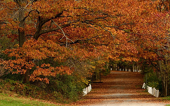 Landscape, Trees, Autumn, Leaves HD wallpaper