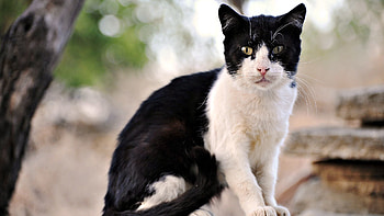 Animals, Sit, Cat, Muzzle, Street, Moustache, Mustache HD wallpaper