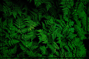 FERN LEAVES, LEAVES, NATURE, FERN HD wallpaper