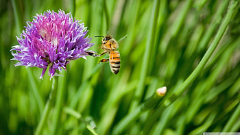 Honey bee , background, Insect graphy, Nature beauty HD wallpaper