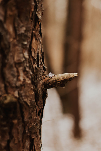 Miscellanea, Miscellaneous, Wood, Tree, Blur, Smooth, Ring, Bark HD phone wallpaper