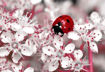 Lady Bug, mustafa ozturk, white, primavara, spring, pink, gargarita, red, flower, insect HD wallpaper
