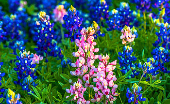 Bluebonnet, Beautiful , Stunning , Vibrant colors HD wallpaper