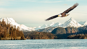 Bald eagle ultra , Majestic bird, Captivating sight, Wildlife HD wallpaper