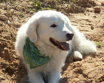 white labrador, basking in the sun, wearing green handerchief HD wallpaper