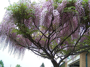 glicinia, purple, wisteria, flowers, spring, tree HD wallpaper