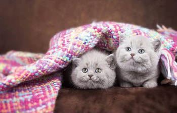 Kittens under a knitted blanket, blanket, cats, adorable, fluffy, kittens, friends, two, sweet, cute, funny HD wallpaper