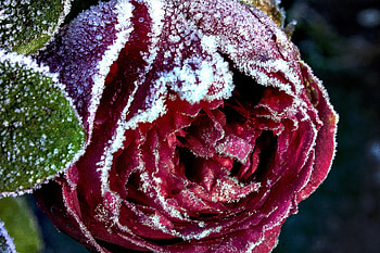Snow, Macro, Rose Flower, Rose, Bud, Close-Up, Frost, Hoarfrost HD wallpaper