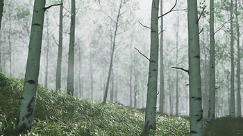 Colin Valek trees, Ghost of Tsushima HD wallpaper