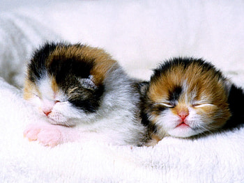 Animals, Couple, Pair, Kittens, Blind, Newborn, Newborns HD wallpaper
