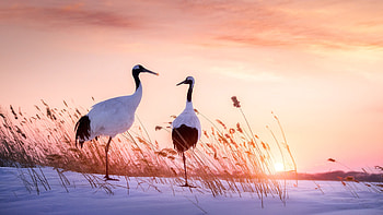 Crane bird , Android , , Bird background HD wallpaper
