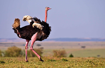 Wings' mystery, Ostrich adaptation, Flightless wonders, Evolutionary marvels HD wallpaper