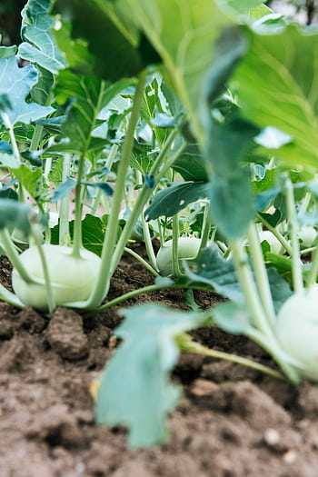 Close-up of organic kohlrabi plants growing in a garden. Vibrant and healthy. HD phone wallpaper