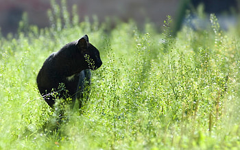 Animals, Grass, Cat, Stroll, Hunting, Hunt HD wallpaper