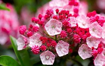 Beautiful Flowers, Calmia, Inflorescence, Buds, Macro HD wallpaper