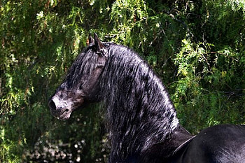 Baroque Beauty, horses, black, friesian, dutch, holland HD wallpaper