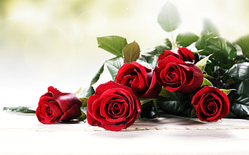 Red ️ Roses, Bouquet, Emotional, Love, Spring HD wallpaper