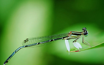 Background, Macro, Sit, Blur, Smooth, Branch, Insect, Dragonfly HD wallpaper