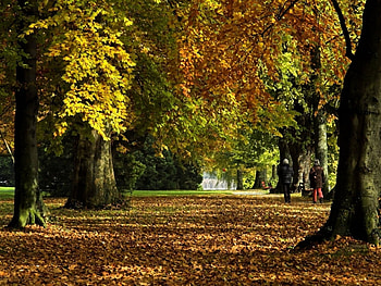 Landscape, Trees, Autumn, Leaves, Parks HD wallpaper