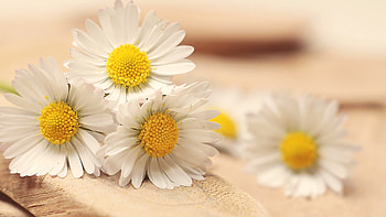 Daisy days, , U delight, Nature's masterpiece HD wallpaper