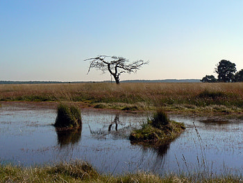 Isolated BareTree, isolated, reflection, bare, sky, water, tree HD wallpaper