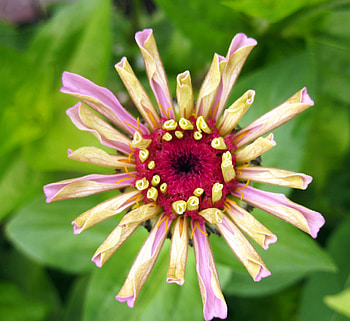 Flower, graphy, nature, flowers, macro HD wallpaper