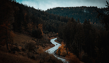 Nature, Trees, Road, Forest, Traffic, Movement HD wallpaper