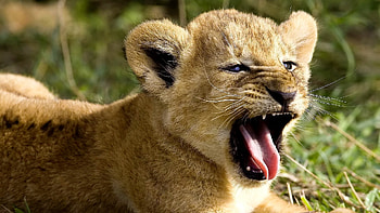 Animals, Lions HD wallpaper