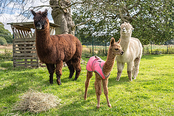 Family, Alpacas HD wallpaper