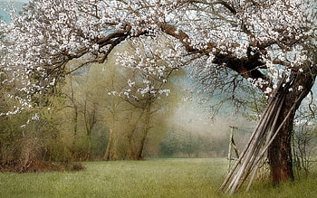 Nostalgic Landscape, nostalgic, tree with flowers, landscape, nature, flowers, grass, white flowers, tree HD wallpaper